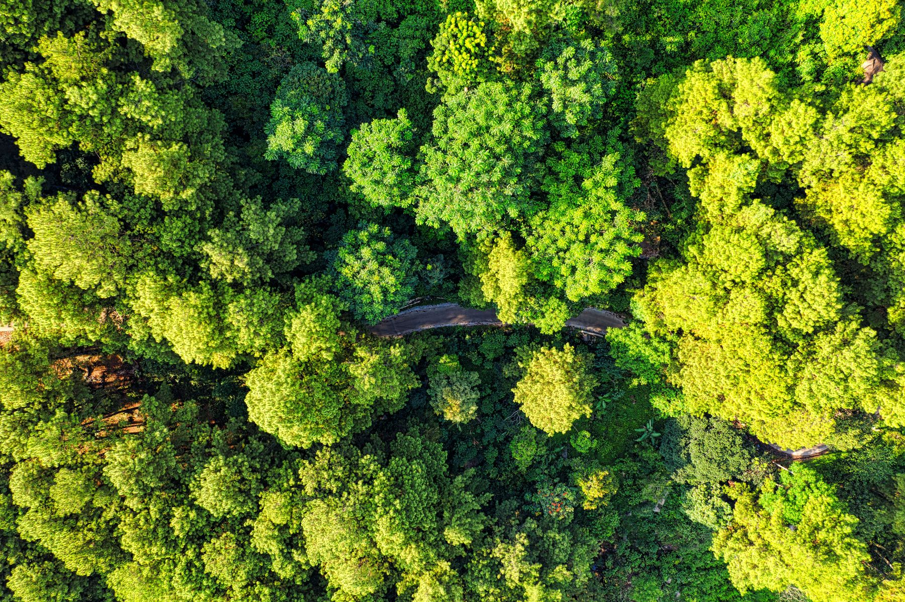 Vista aérea de un bosque
